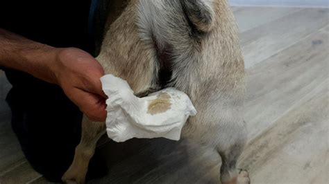 dog leaking fluid from bum|Leaking Anal Glands in Dogs: Causes & Remedies